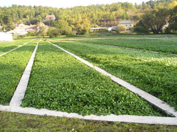 Les barges de la Cressonnire